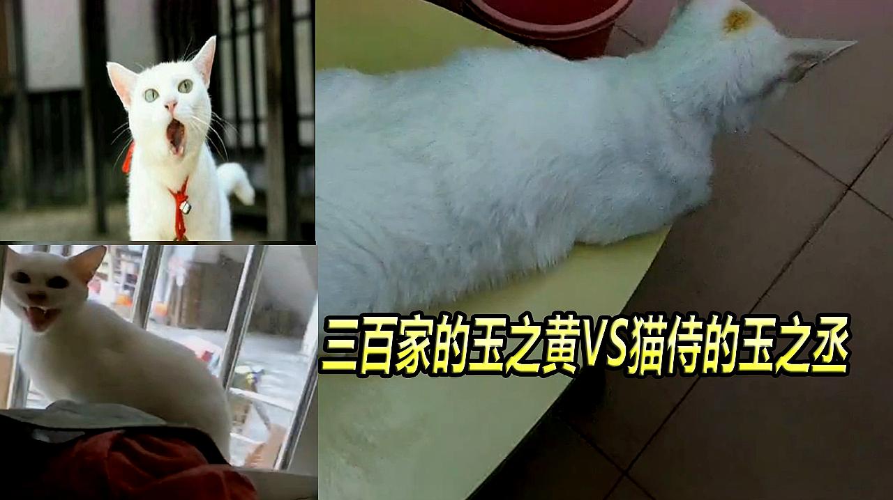 [图]猫咪对决:三百家的玉之黄VS猫侍的玉之丞