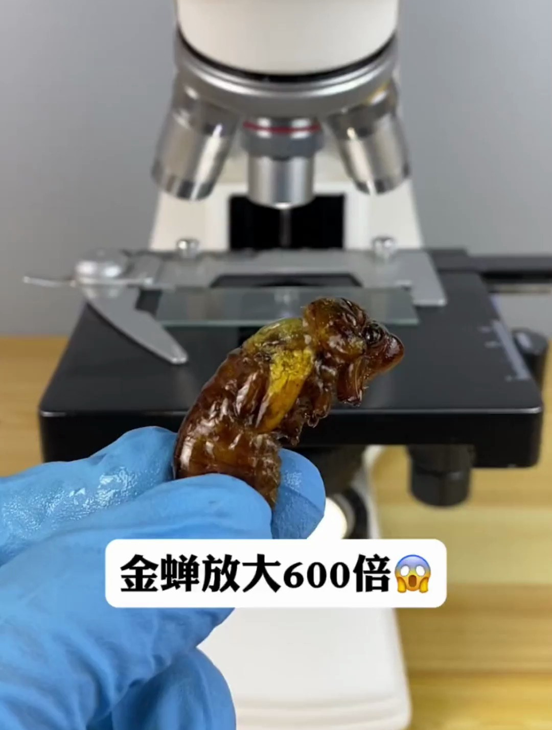 金蝉真的有营养吗?营养价值确实高