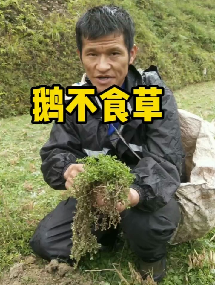 今天下大雨,路过田边,遇到这一株很喜欢长在田边的草药