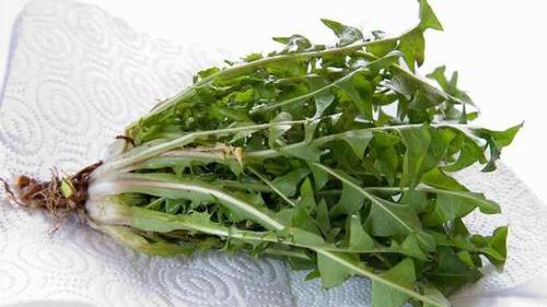长痘,口腔溃疡,喉咙痛!一种野菜煮水,滋阴润燥,清热下火