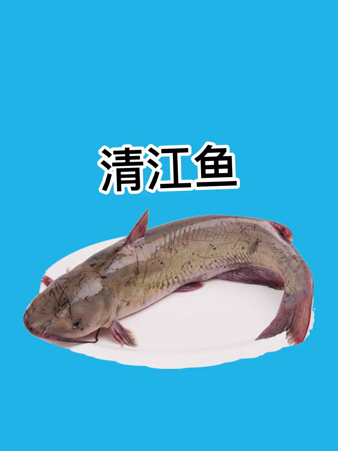 吃鱼要选对,减脂不白费!