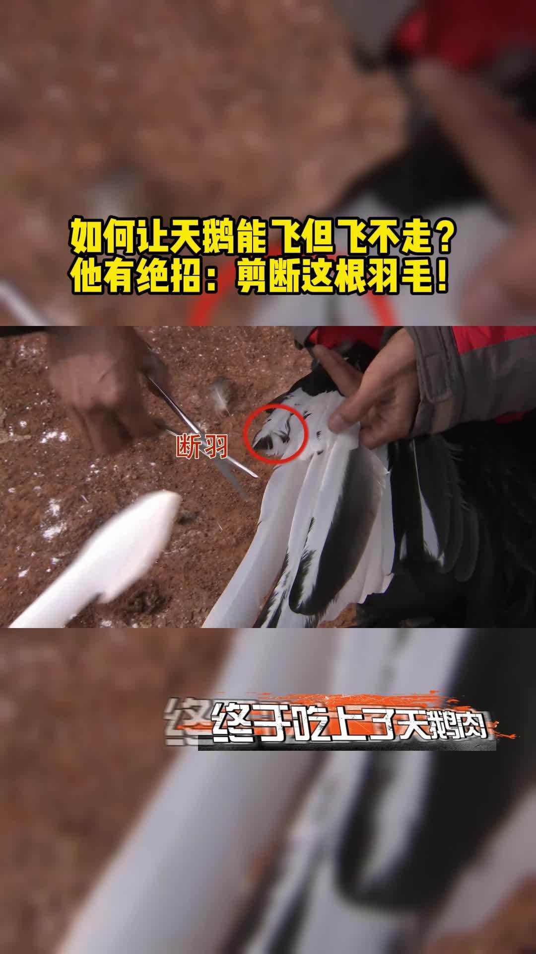 如何让天鹅能飞但飞不走?他有绝招:剪断这根羽毛!