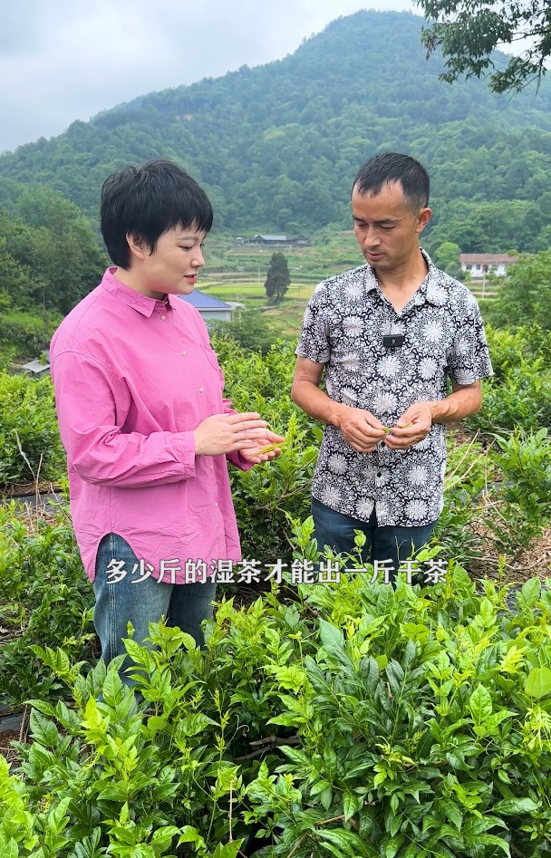 有多少朋友知道长期喝莓茶的好处?从采摘到制作过程又是怎样的?