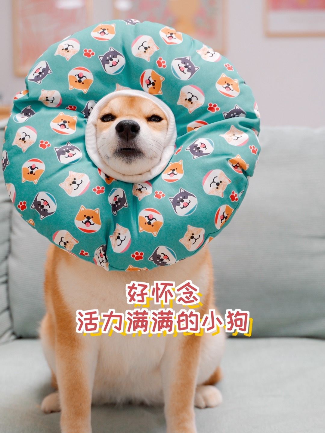 狗妈妈生完小狗发胖得太厉害,真希望她变回活力满满的小狗!