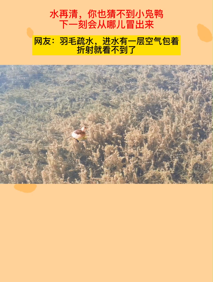 水再清,你也猜不到小凫鸭下一刻会从哪儿冒出来