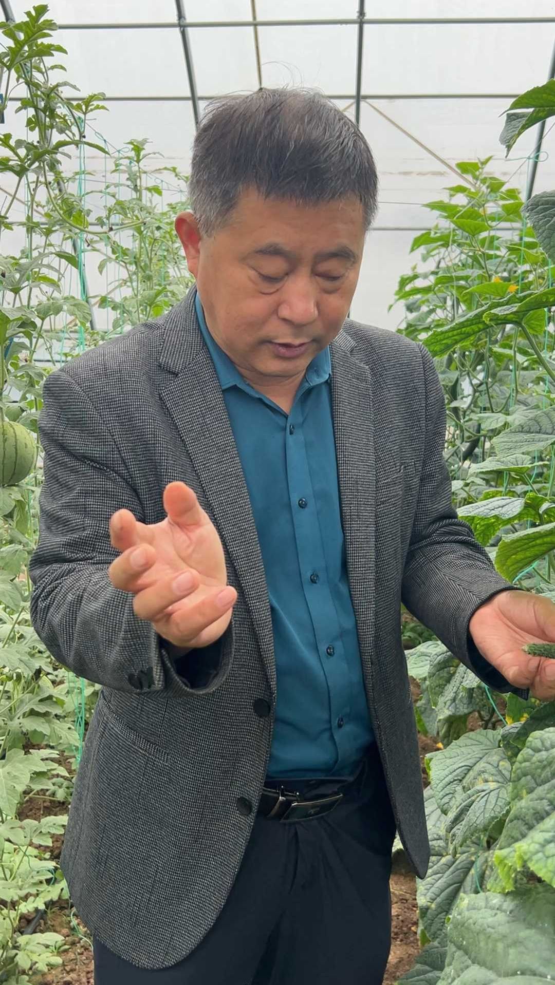 黄瓜出现菌核病怎么治理?张老师来告诉你治理方法