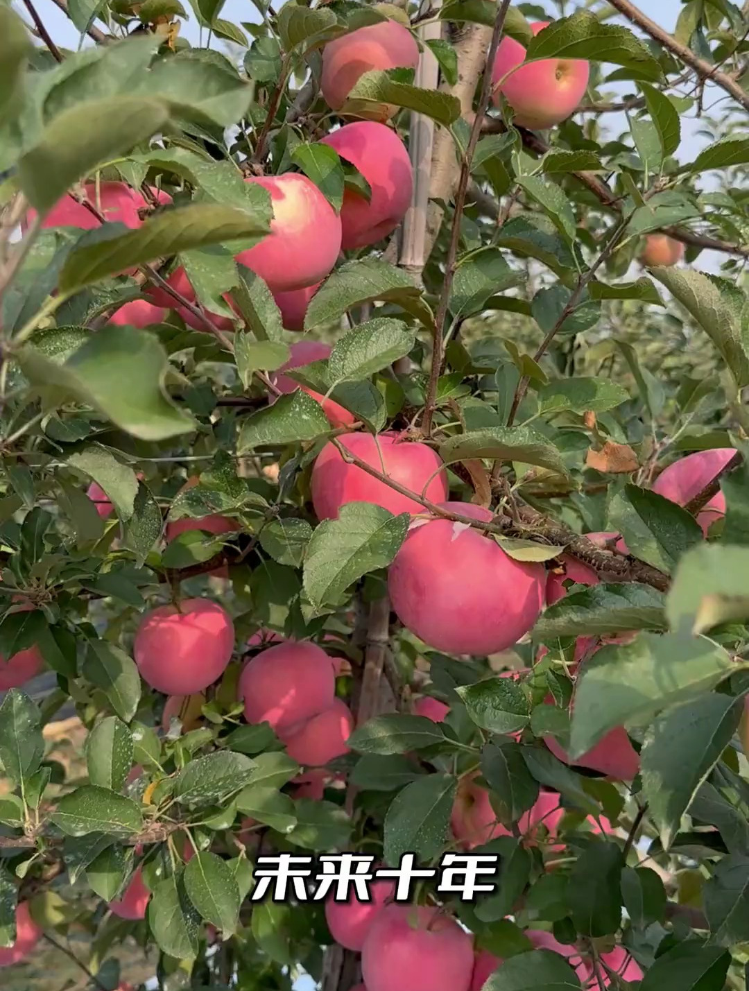 未来十年最值得发展的十个苹果新品种,你种过几个?