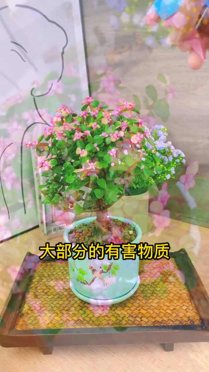 多彩的多肉植物,叶片多种颜色相间。好看又好养,寓意着金玉满堂