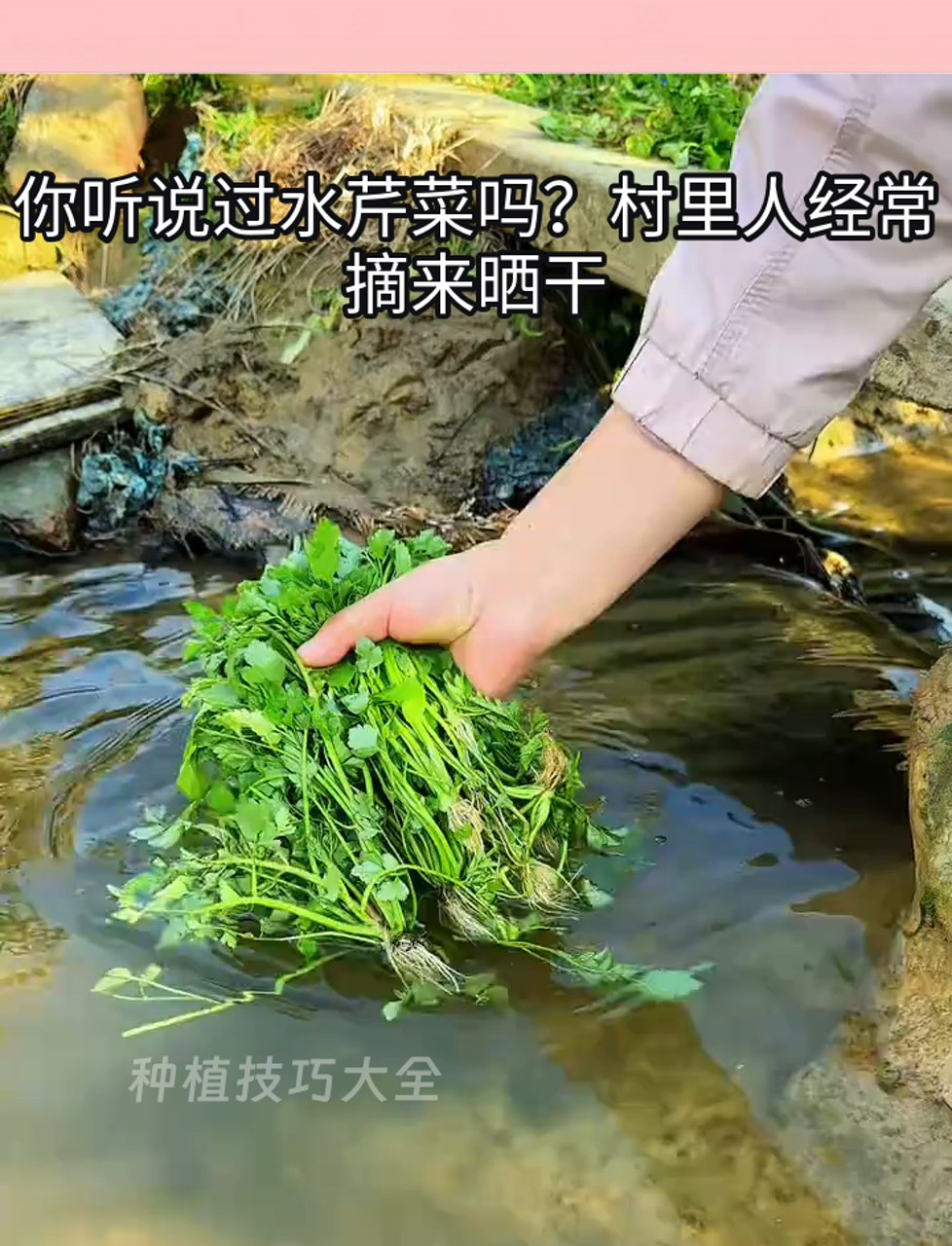 你听说过水芹菜吗?村里人经常摘来晒干