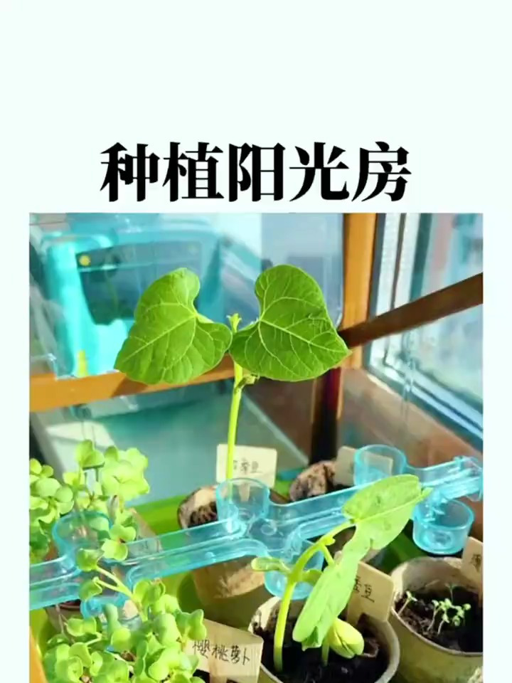 和孩子一起种菜吧!让孩子近距离观察植物生长过程,体验种植乐趣