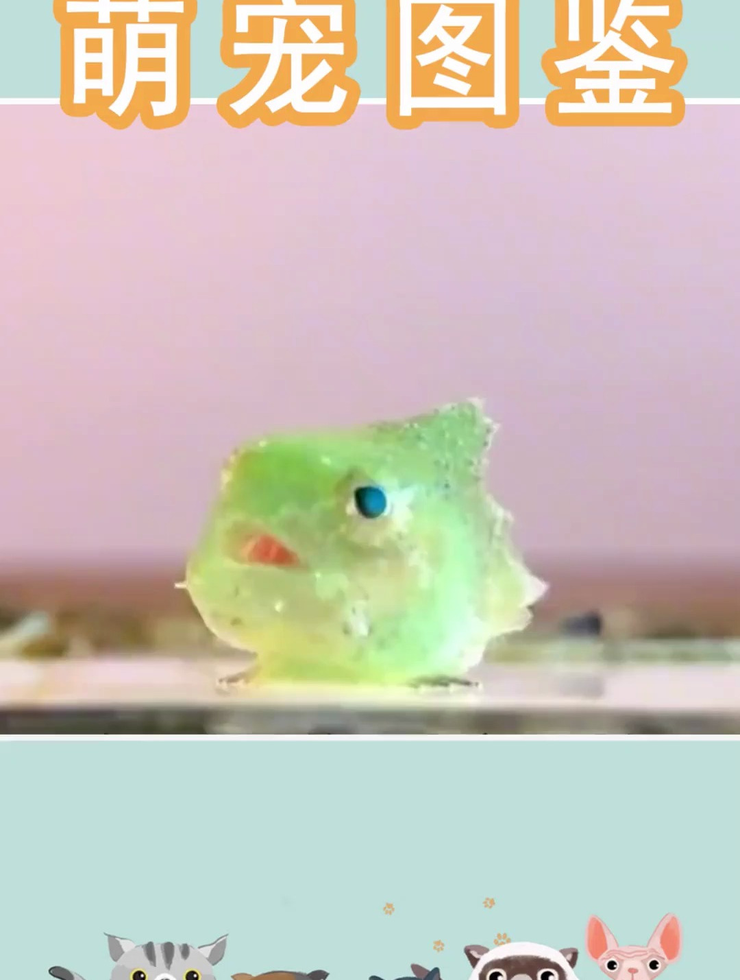 圆鳍鱼,怪不得当时丈母娘要求宗介发誓要爱波妞一辈子