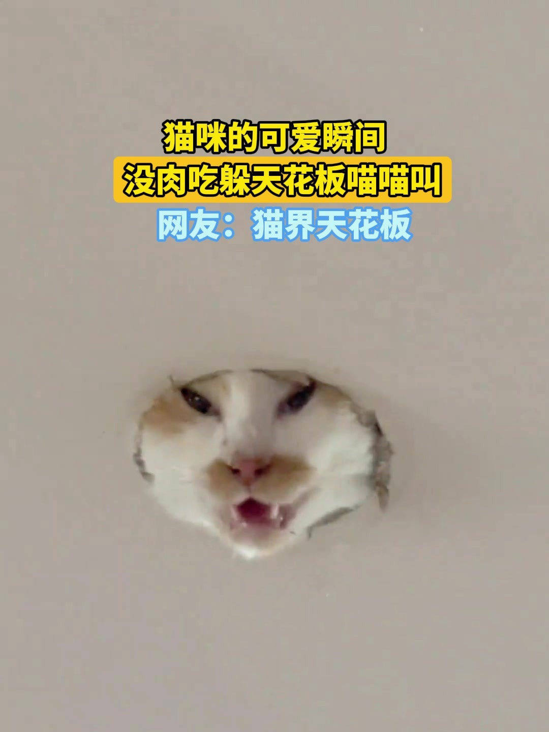 猫咪的可爱瞬间,没肉吃躲天花板喵喵叫,网友:猫界天花板