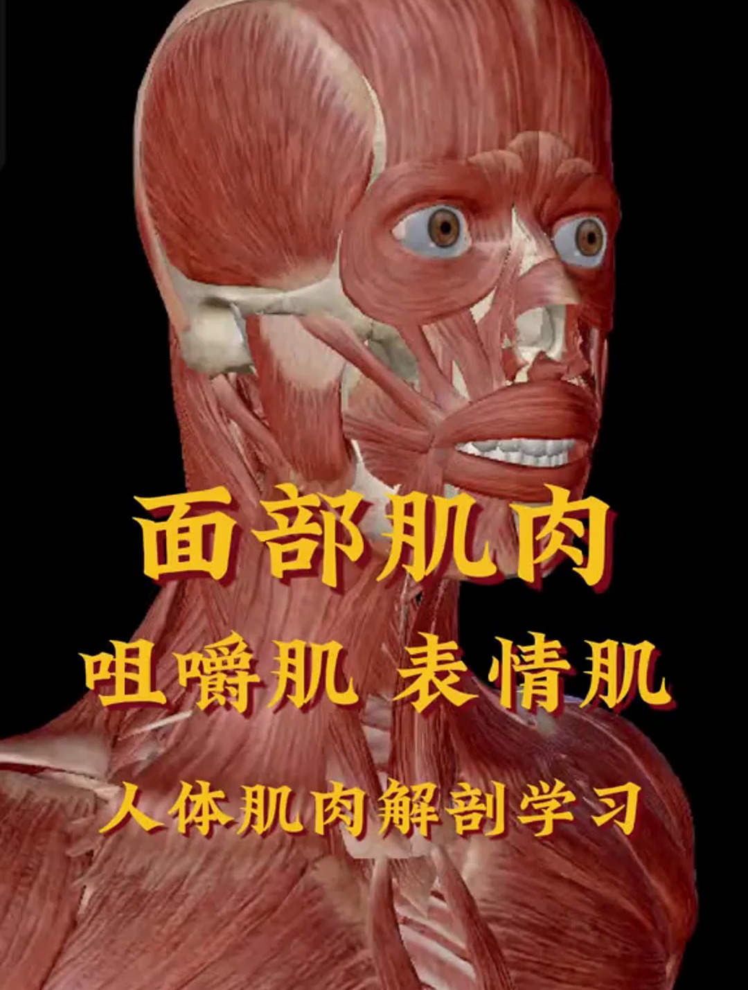 面部表情肌与咀嚼肌分类