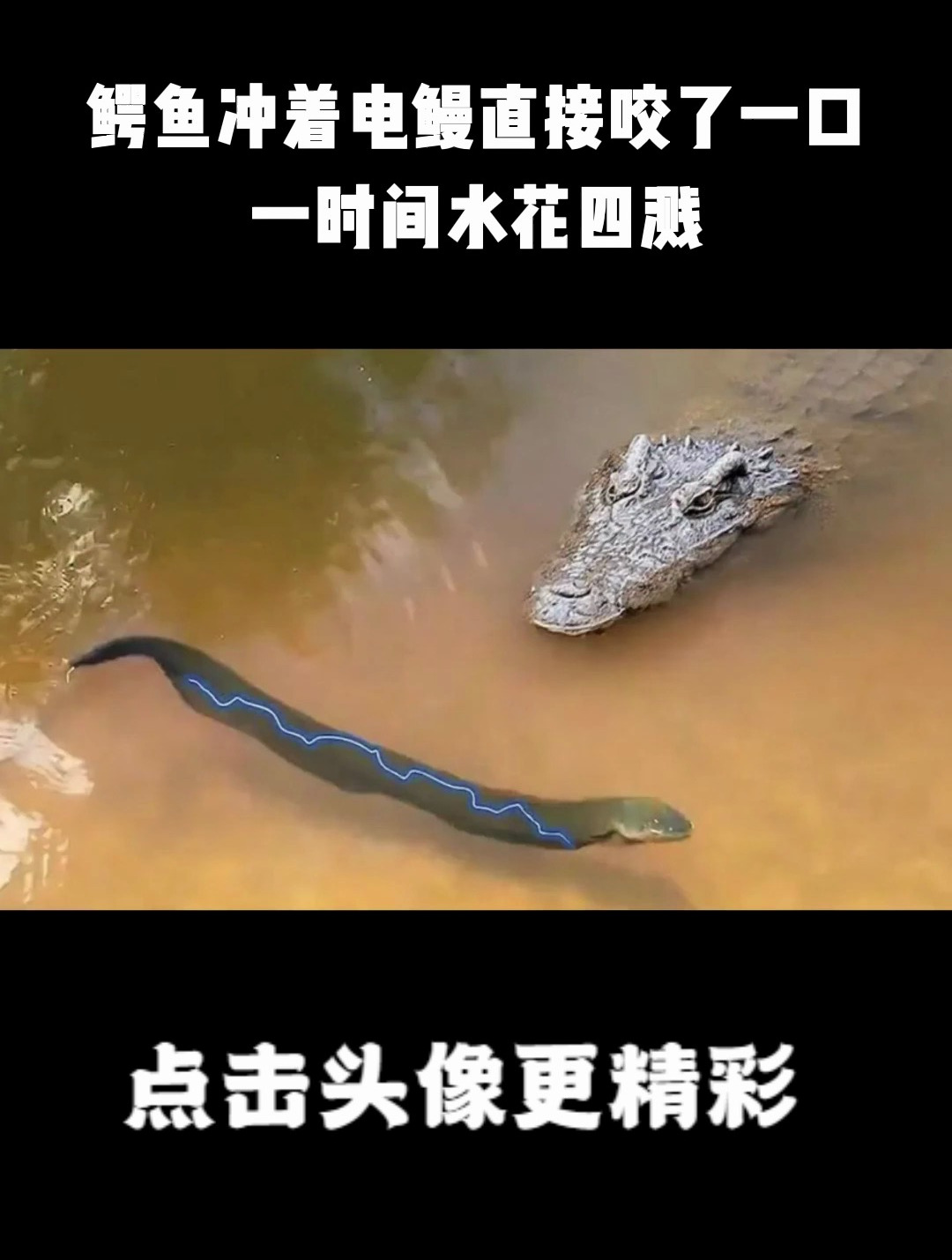 鳄鱼冲着电鳗直接咬了一口,一时间水花四溅,镜头记录全过程