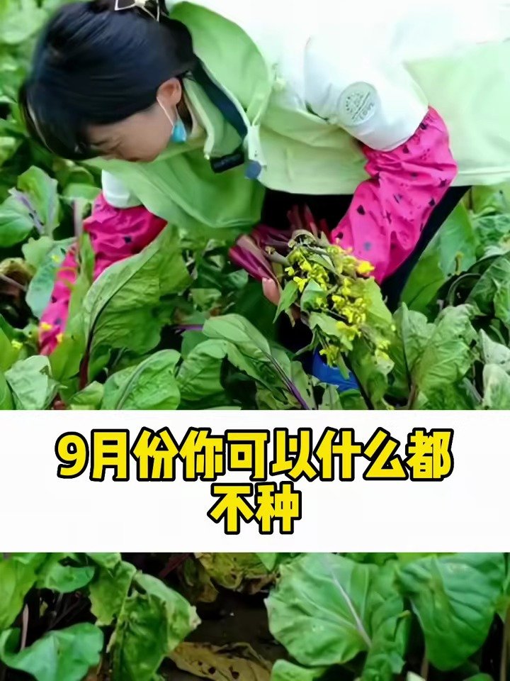 种一次就割不完的红菜苔,营养比菠菜高,好种不招虫