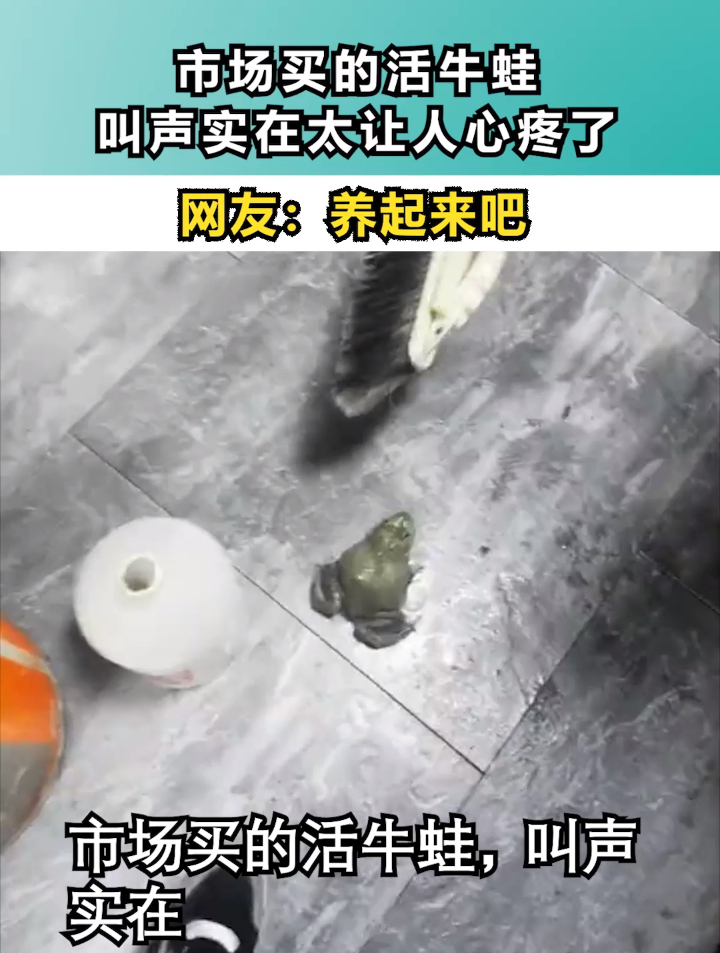 市场买的活牛蛙,叫声实在太让人心疼了,网友:养起来吧