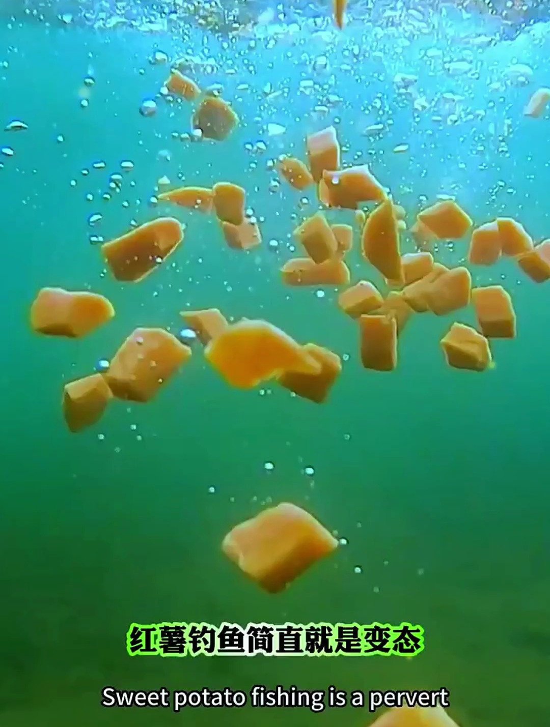 红薯钓鱼技巧,红薯饵料这样用,这上鱼速度简直变态!