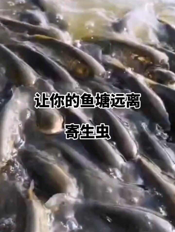 教你一招让你的鱼塘远离寄生虫,水产养殖技术分享