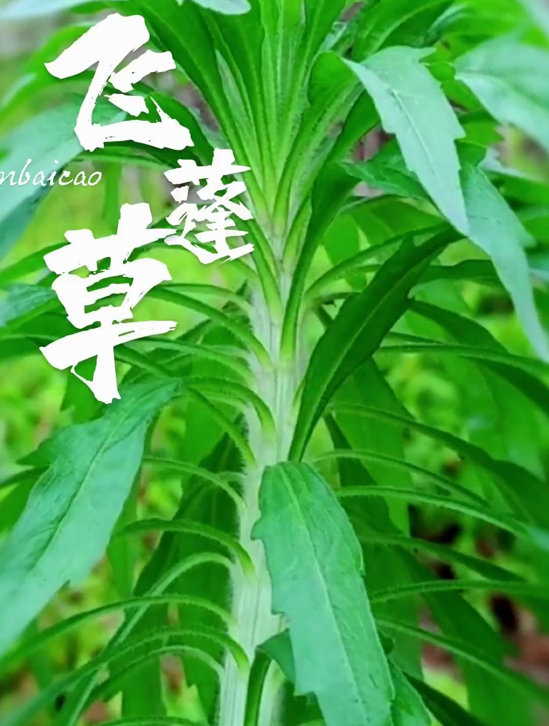 植物科普：飞蓬草你认识吗？你知道它的作用与功效吗？