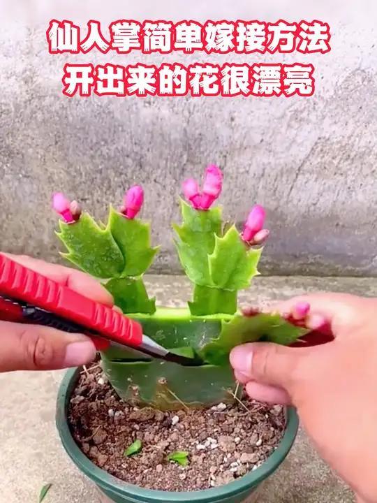 仙人掌简单嫁接方法开出来的花很漂亮仙人掌简单嫁接方法开出来的花很漂亮