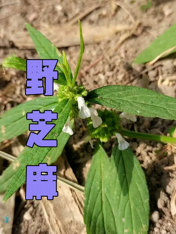 野芝麻,又叫野藿香,你知道它有什么价值吗?