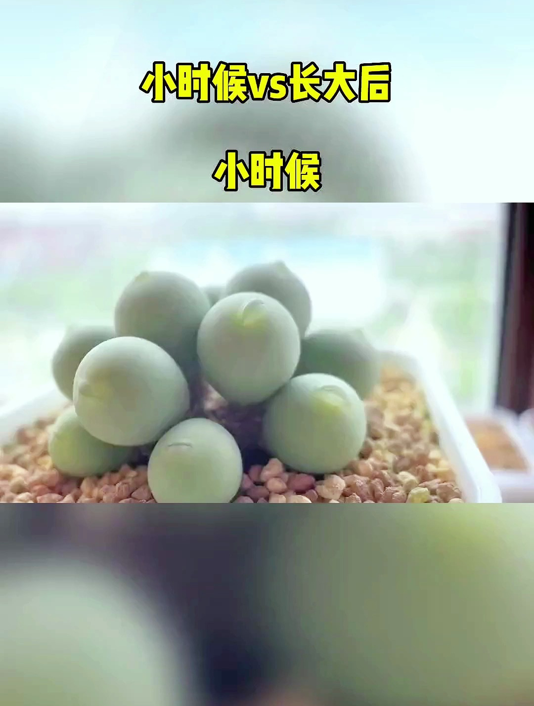 多肉小时候和长大后差别可真大啊