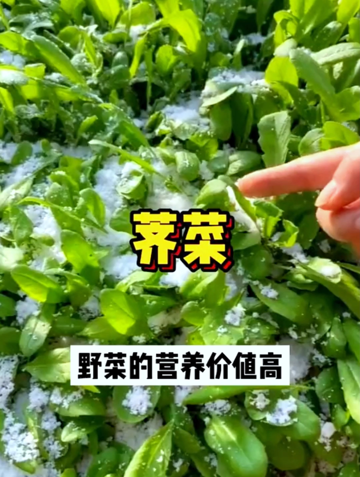 农村小伙种荠菜,1把种子能种4亩地,这么小荠菜籽你见过吗?
