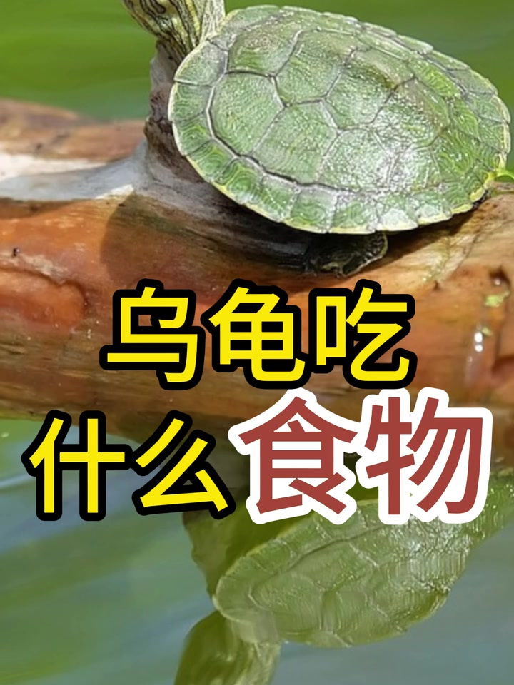 乌龟吃什么食物?