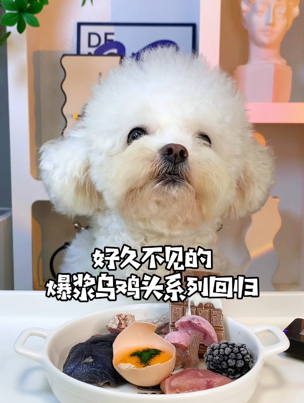 好久不见的爆浆乌鸡头回归……