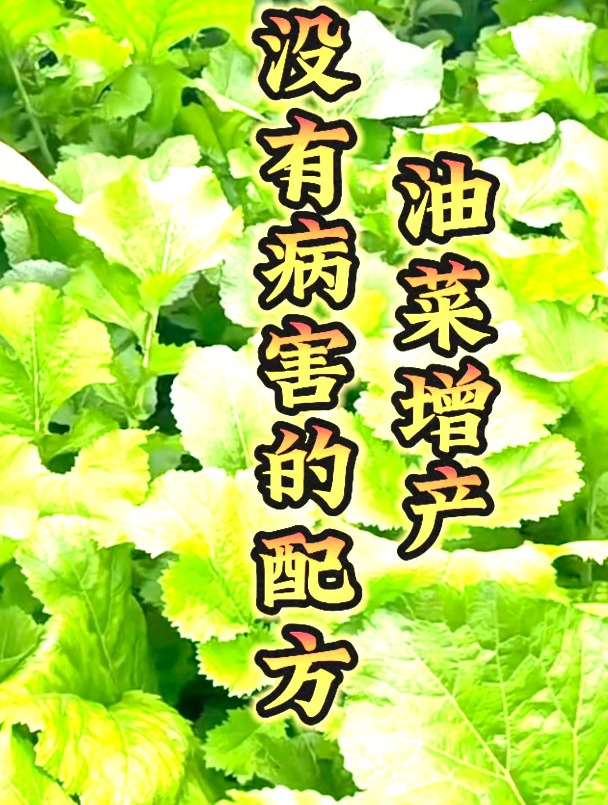 油菜增产粒粒饱1.912