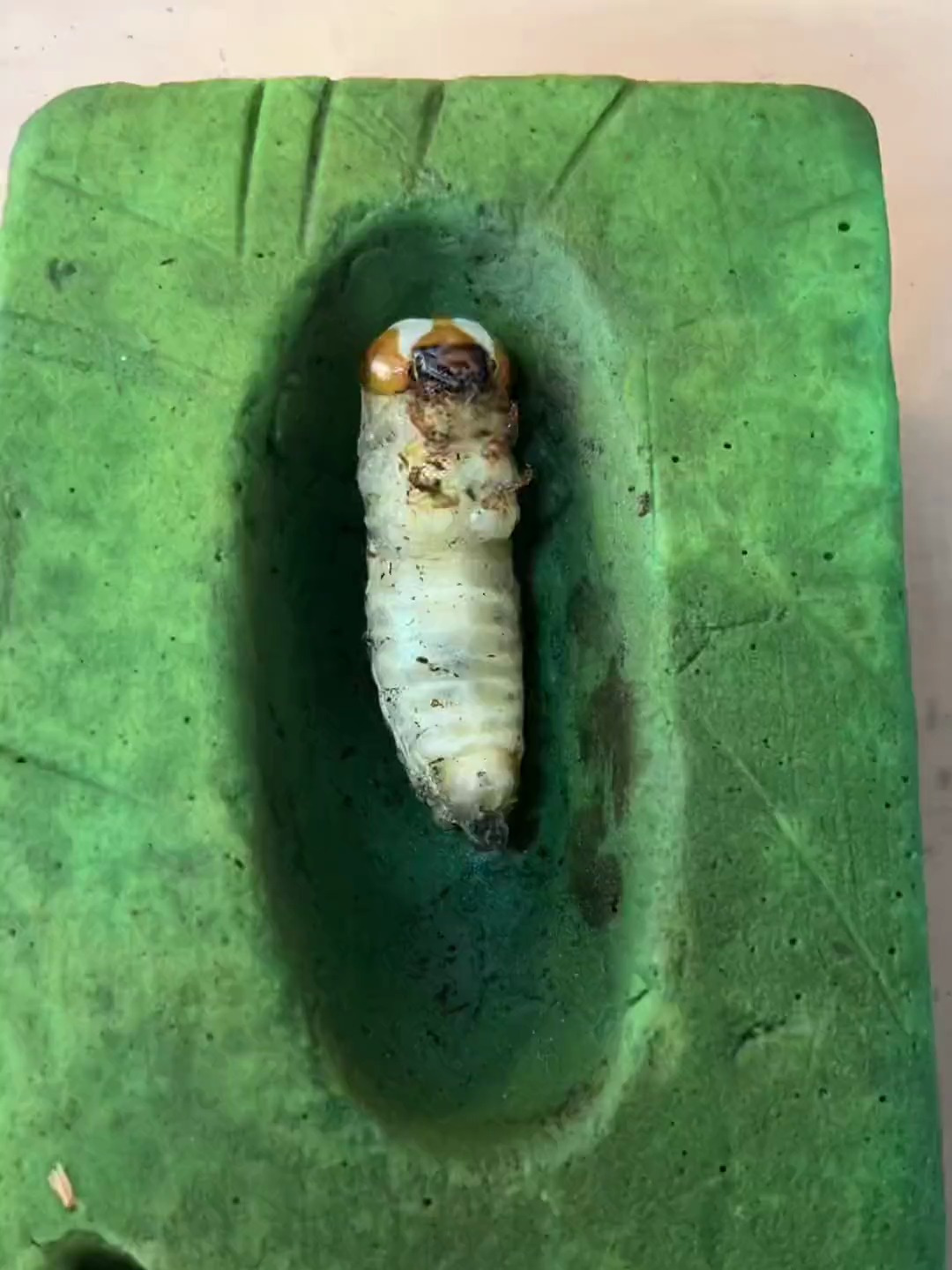 黑叉角锹甲化蛹记录