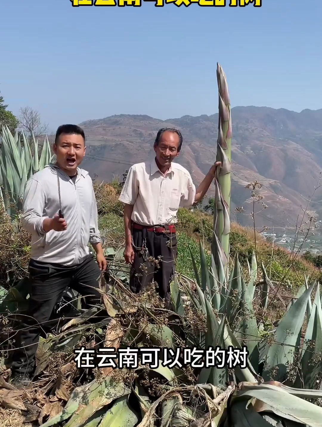 云南可以吃的树、剑麻美食你们吃过吗?