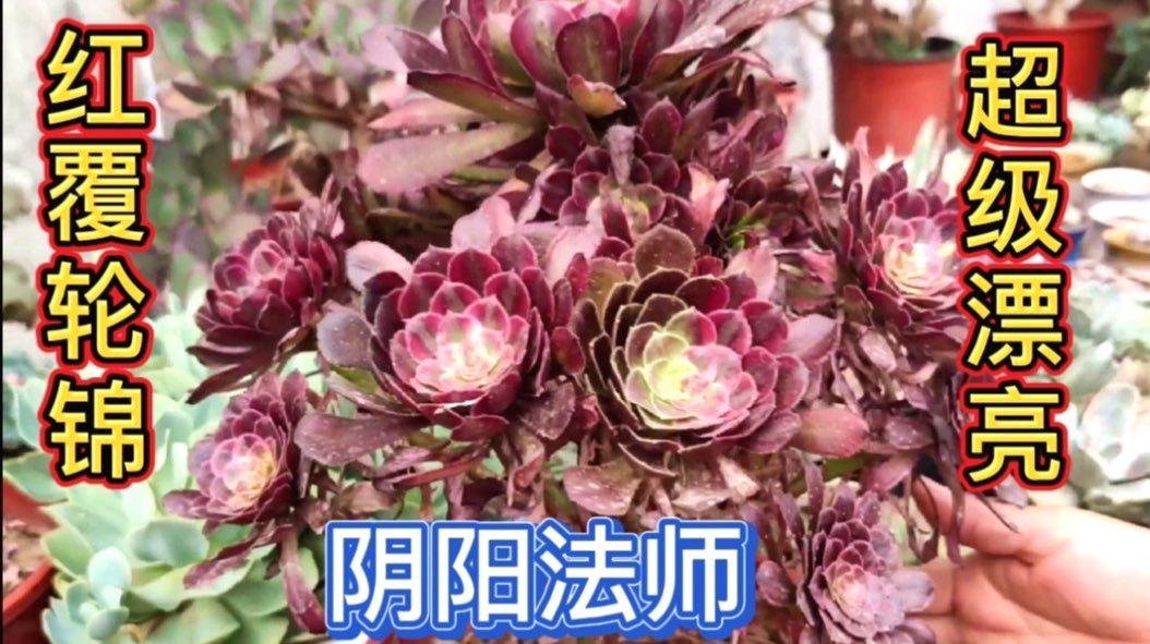 多肉法师系列的高端品种,红腹轮锦阴阳法师真漂亮,价格还不贵