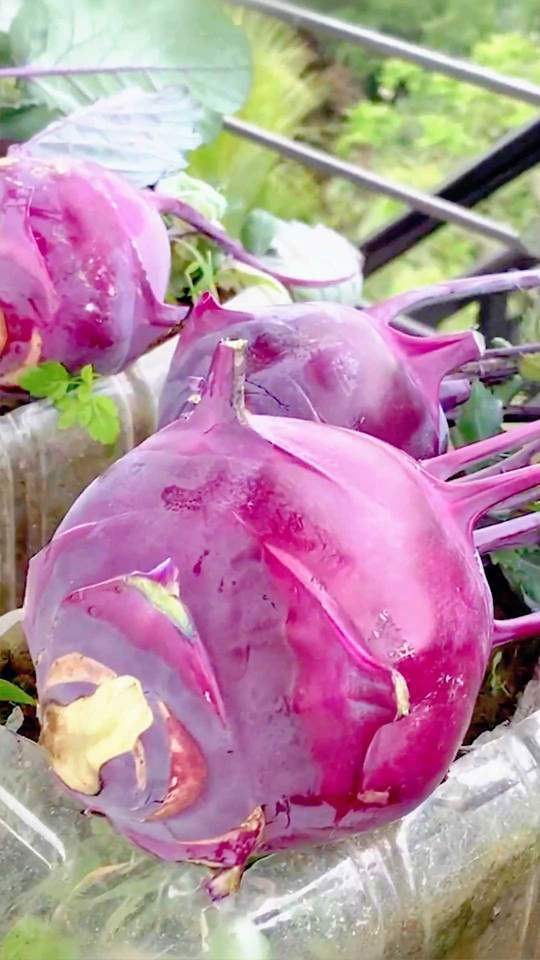 天台上面种植大头菜,90天就可以收获满满天台上面种植大头菜,90天就可以收获满满