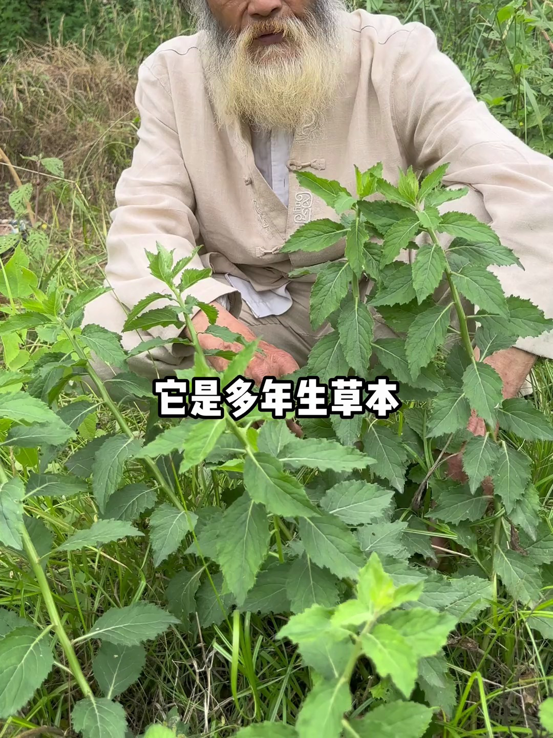 沙参是个好东西,拿来炖鸡汤汤味鲜美,你知道它有什么用吗?