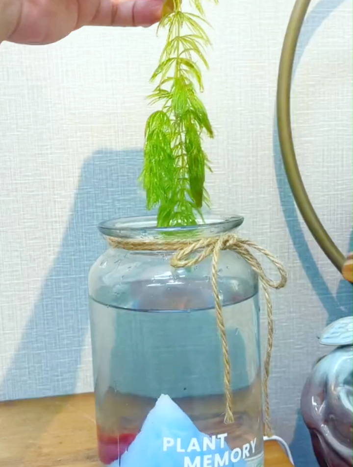 家里一定要养一盆金鱼藻水草缸微景观,好养易活。夜光灯下很漂亮