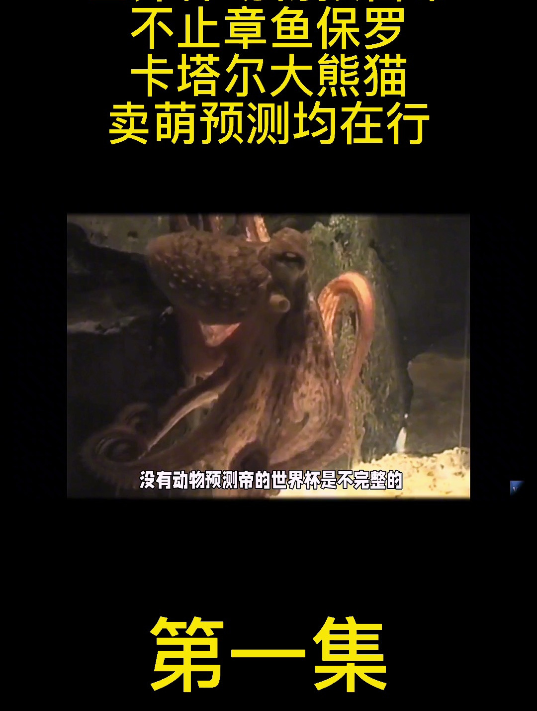 世界杯动物预言帝,不止章鱼保罗,卡塔尔大熊猫卖萌预测均在行