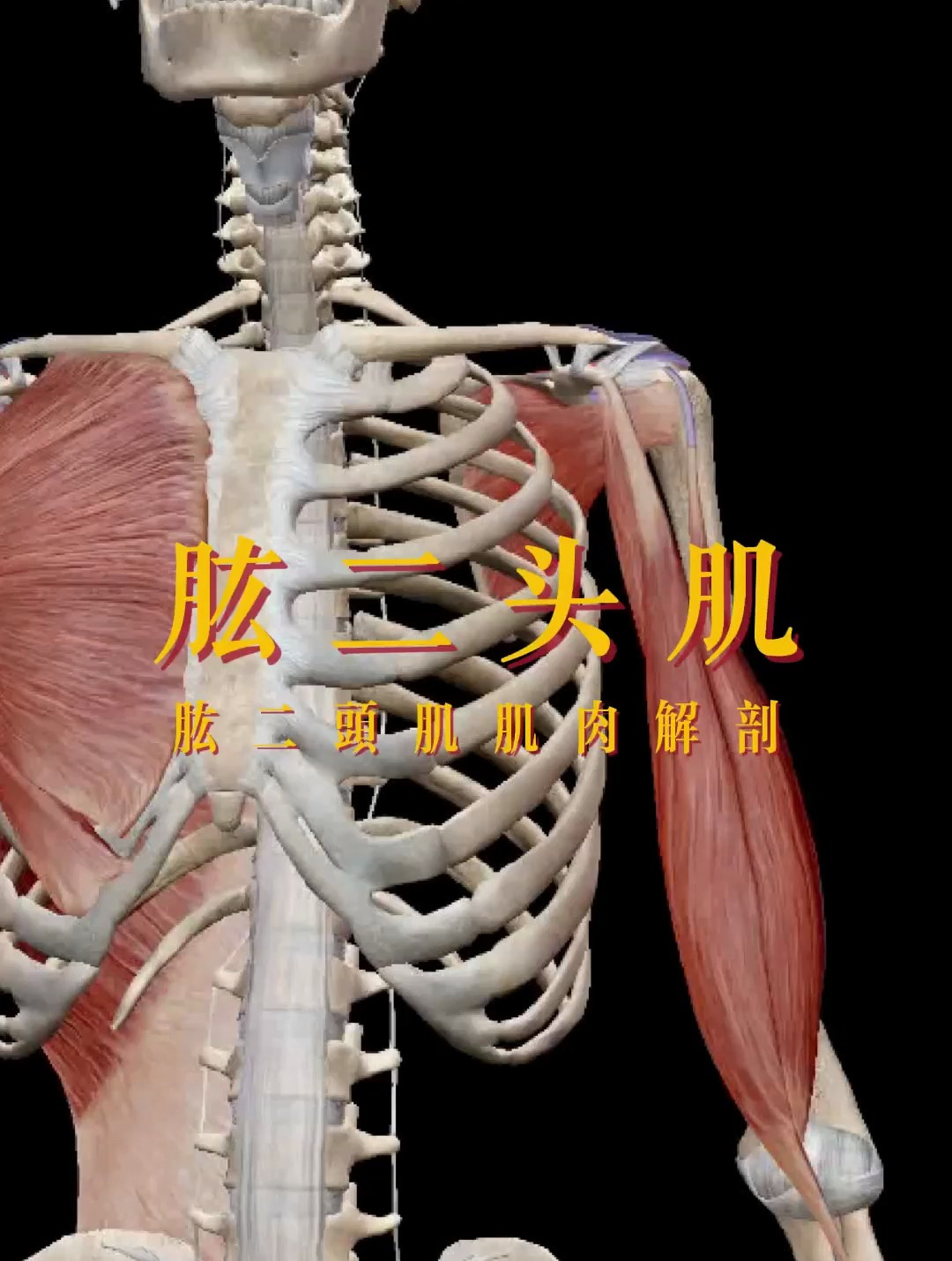 肱二头肌肌肉解剖讲解