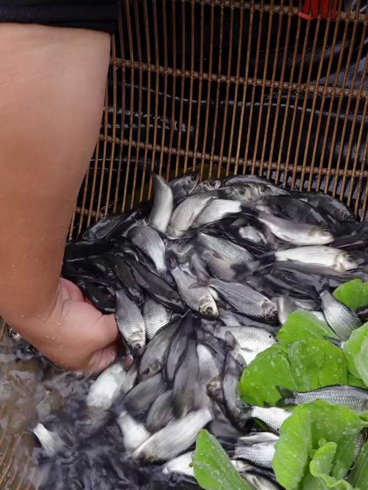 南北方都爱吃的中科5号鲫鱼肉质更鲜嫩,养殖吃玉米、豆渣等粗粮