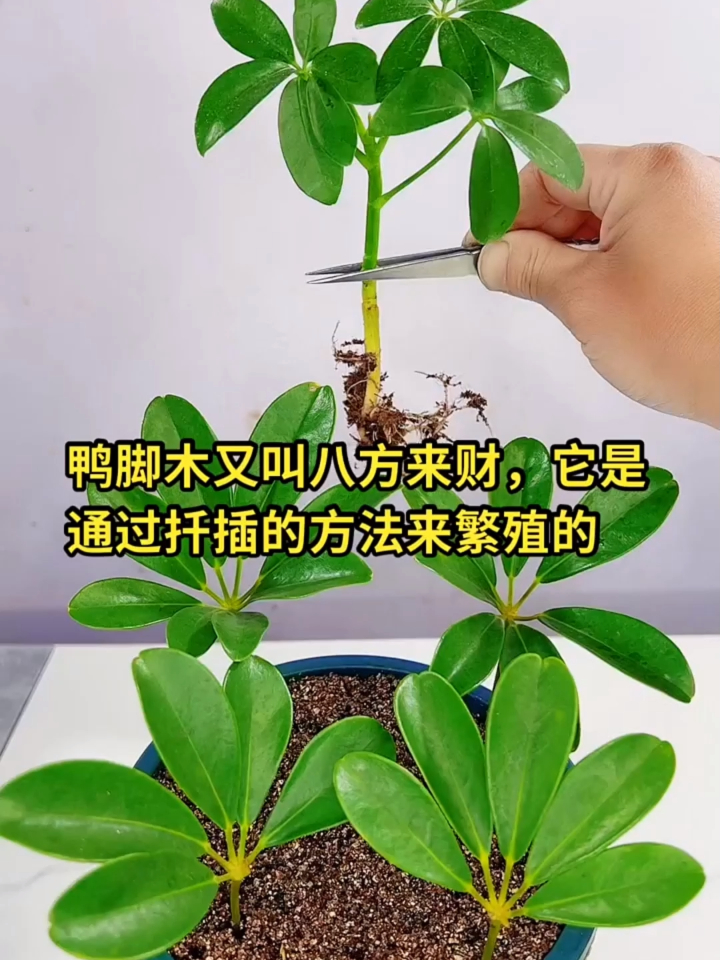 鸭脚木又叫八方来财,它是通过扦插的方法来繁殖的