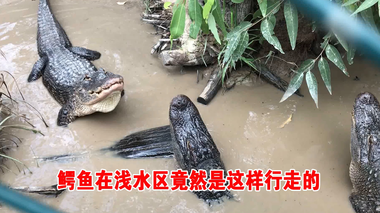 鳄鱼在浅水区竟然是这样行走的