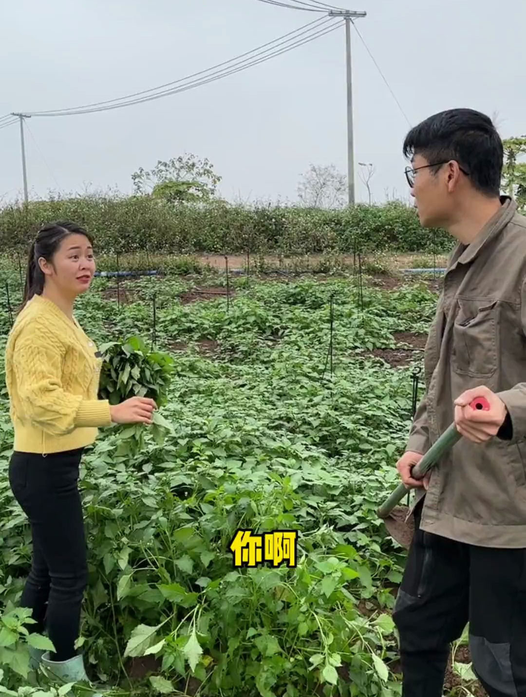 这么好的白花菜 不吃浪费