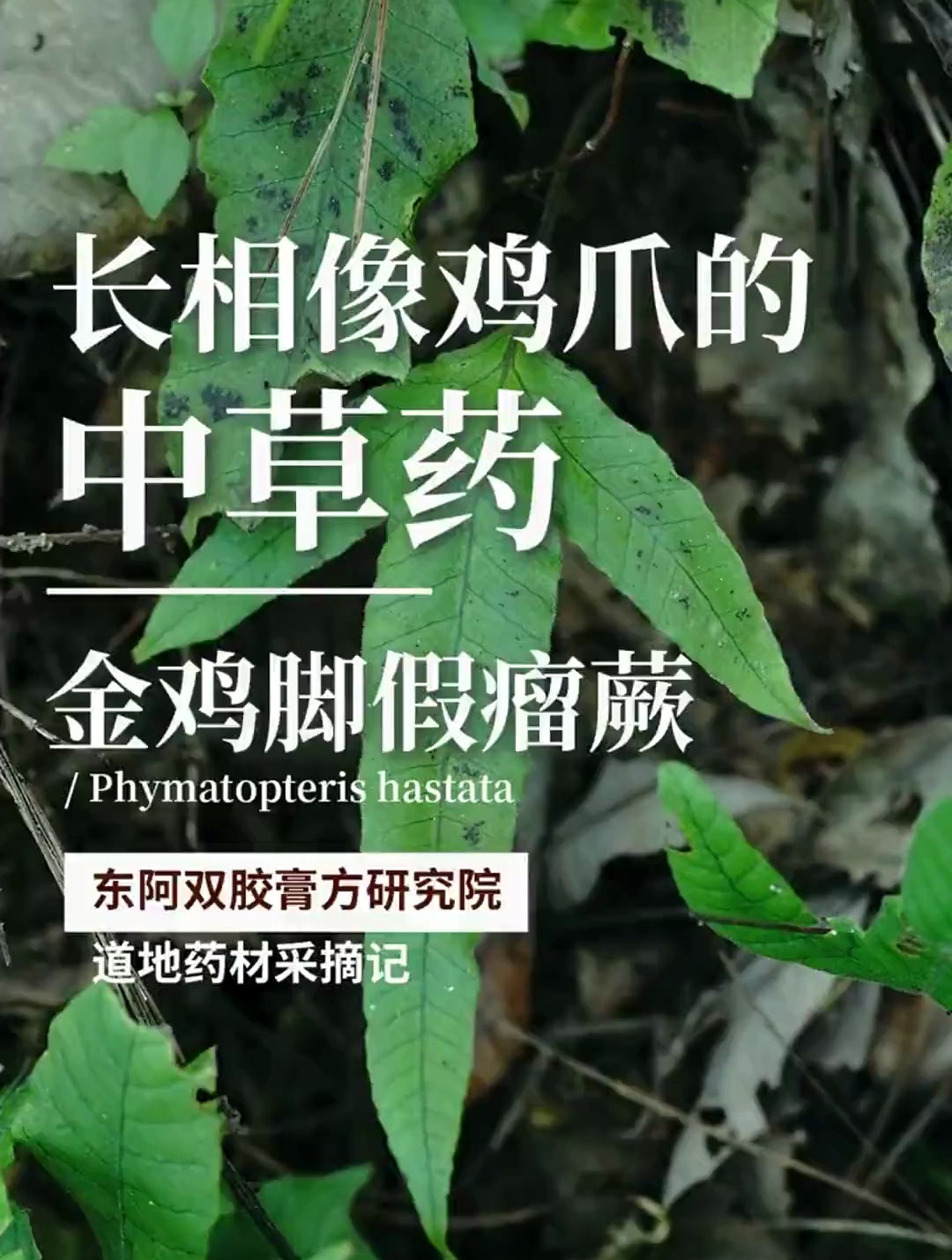 大自然果真是神奇,竟还有长相像鸡爪的中草药“金鸡脚假瘤蕨”