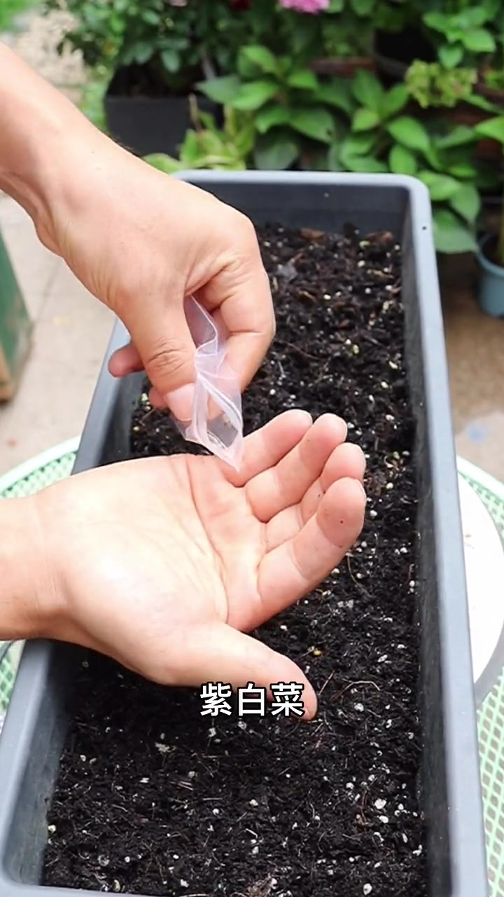 喜欢你就点个关注吧紫白菜发芽了