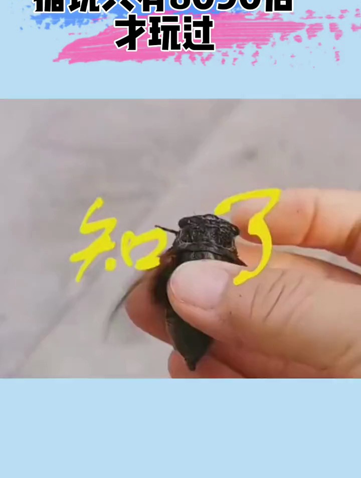 有吃过知了肉的吗 知了 童年回忆 8090后