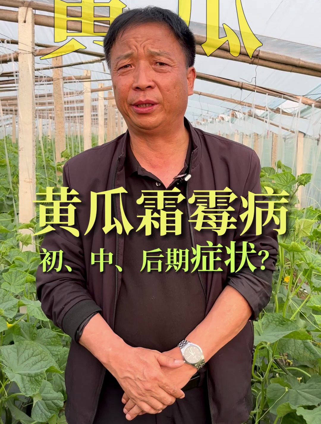 黄瓜霜霉病初、中、后期表现症状是什么?提前预防使用什么配方?
