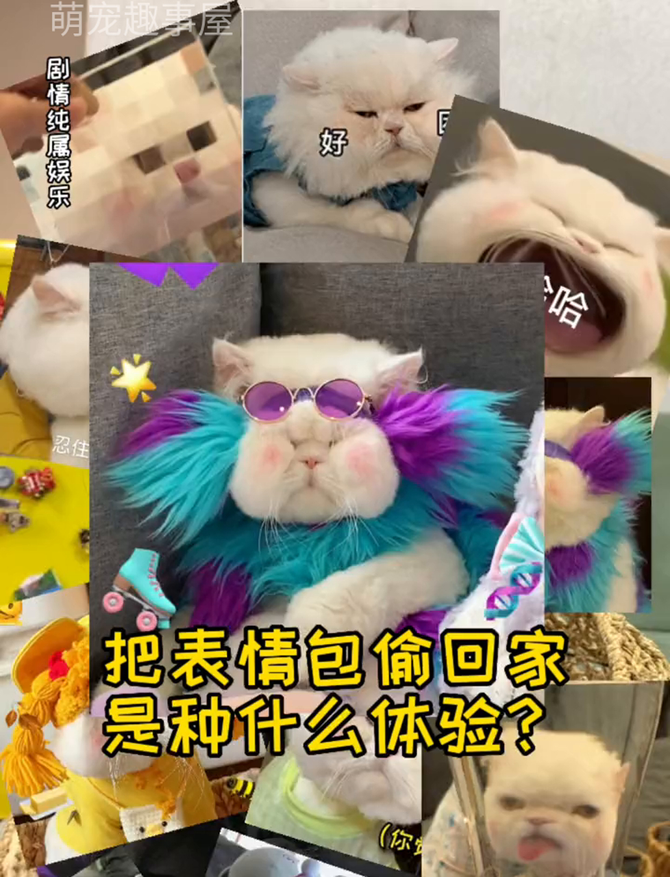 把网宠猫球球带回家,自己搞一套表情包头像超有范儿,就是脸有点疼别看到最后了……留点面子