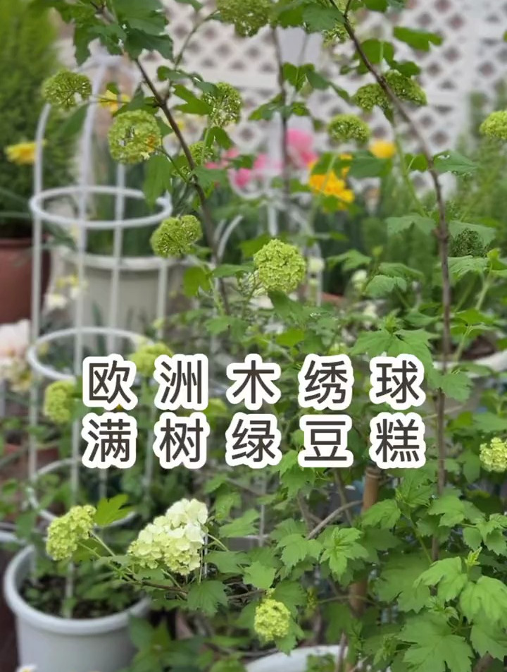 我的欧洲木绣球开始开花了,满树可爱的绿豆糕