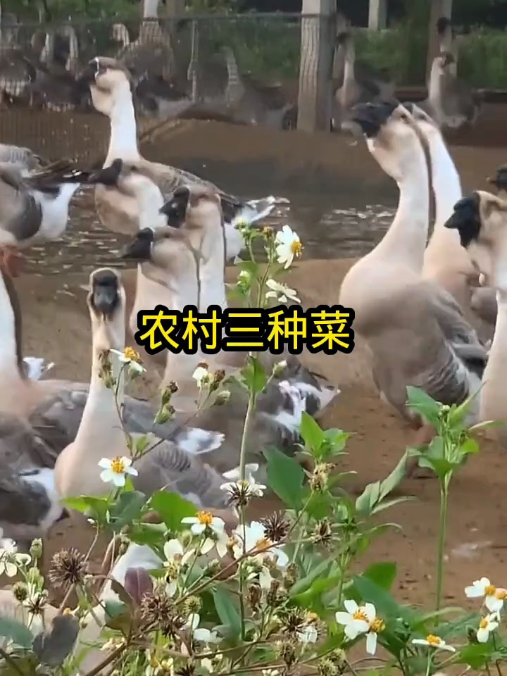 农村三种菜,喂鹅下蛋真是快。你知道有哪些吗?