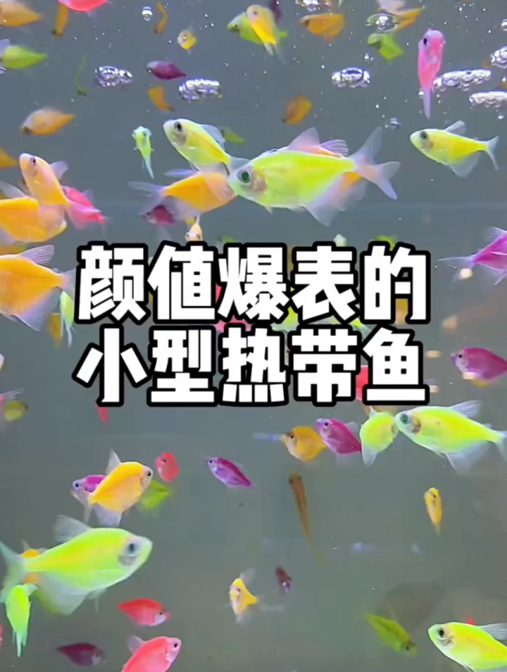 小型热带鱼的品种?颜值爆表的小型热带鱼你都认识吗?评论区见